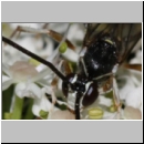 Cratichneumon sicarius - Schlupfwespe m01f 13mm - Sandgrube Niedringhaussee - auf wilder Moehre det06.jpg